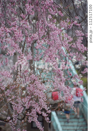 桜のトンネルが続く道～通学路に咲く満開の桜の花（小学校・中学校） 112517100