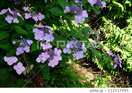 ガクアジサイ咲く　【相模原市津久井　6月】 112517495