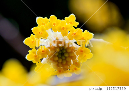 黄色くて神秘的なミツマタの花 黄色くて神秘的なミツマタの花 112517539