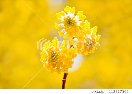 黄色くて神秘的なミツマタの花 112517563