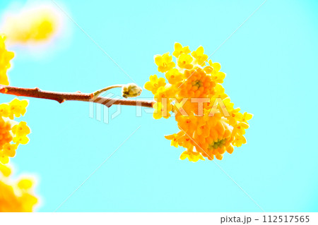 黄色い花がきれいな　ミツマタの花 112517565