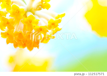 幻想的かつ神秘的で美しいミツマタの花 112517571