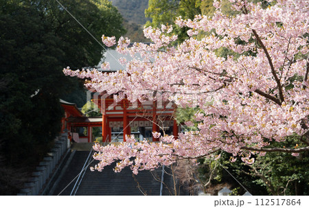 近江神宮の河津桜 近江神宮の河津桜 112517864