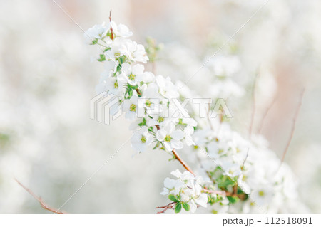 雪柳のクローズアップ 112518091