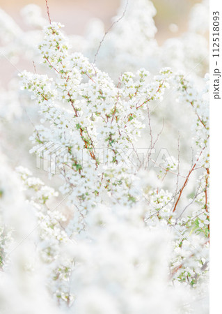 可憐に咲き誇る雪柳 可憐に咲き誇る雪柳 112518093