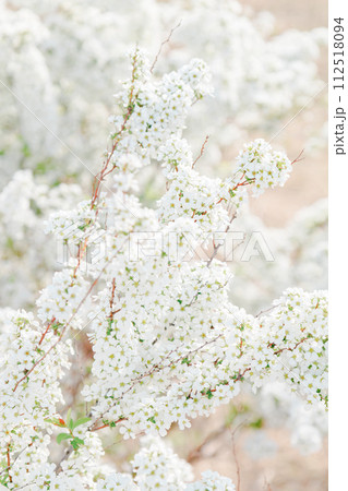 雪柳のクローズアップ 雪柳のクローズアップ 112518094