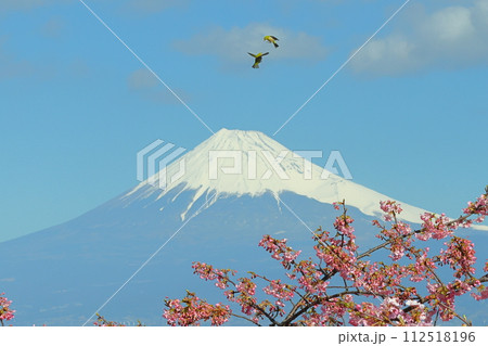 静岡県沼津市井田　駿河湾に面する斜面の早咲き河津桜に舞うメジロと冠雪した富士山の景色 112518196