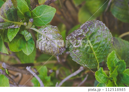 アジサイのうどんこ病 112518985