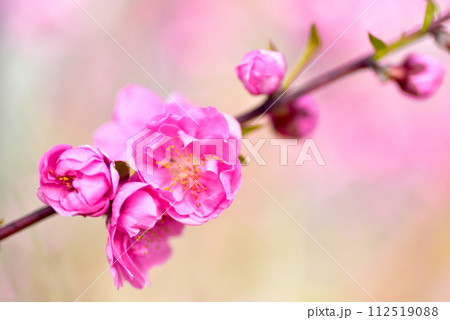 桃の花 112519088