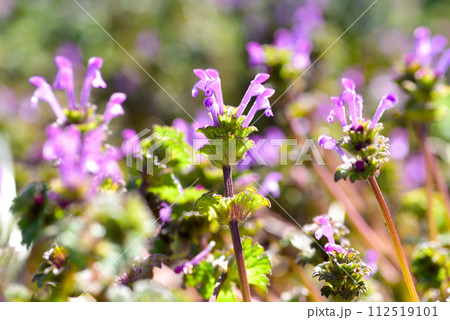 ホトケノザ 112519101