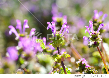 ホトケノザ ホトケノザ 112519102