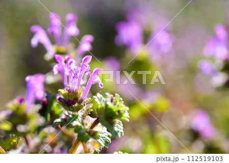 ホトケノザ 112519103