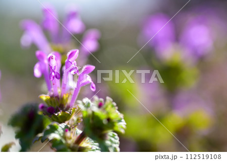 ホトケノザ 112519108