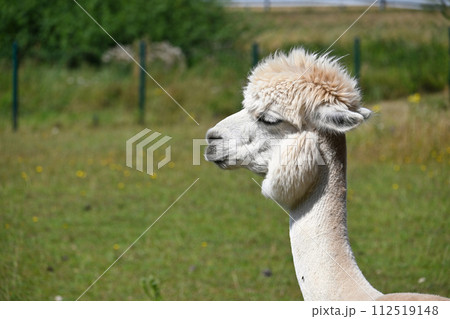 White alpaca with thick fluffy coat and pronounced hairstyle 112519148