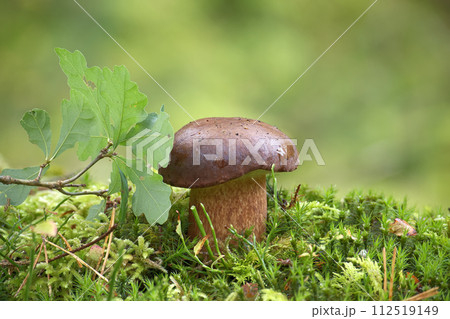 Pinewood king bolete mushroom growing in the woods 112519149
