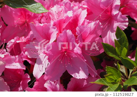 美しいツツジ (ヒラドツツジ:azalea) 美しいツツジ (ヒラドツツジ:azalea) 112519827