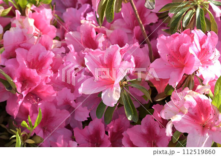 美しいツツジ　(ヒラドツツジ：azalea) 112519860