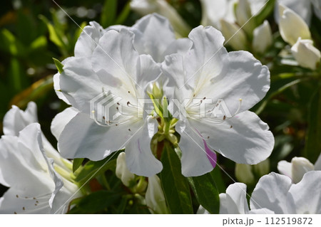 美しいツツジ　(ヒラドツツジ：azalea) 112519872