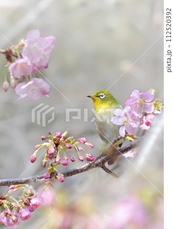 河津桜の枝にとまっているメジロ 112520392