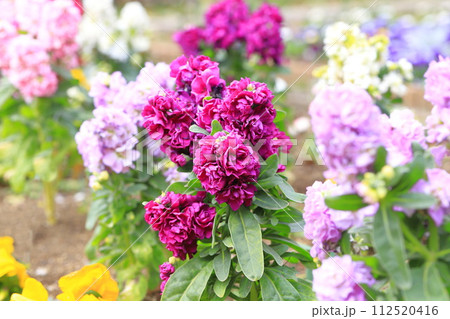 色とりどりのストック（or あらせいとう） 112520416