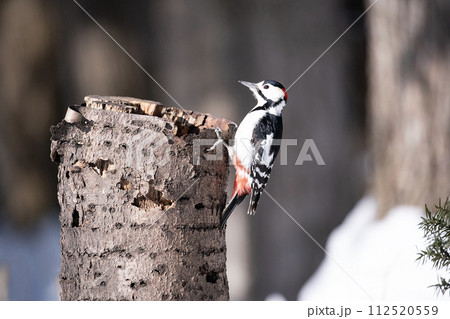 冬の森のアカゲラ 112520559