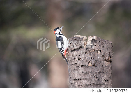 冬の森のアカゲラ 112520572