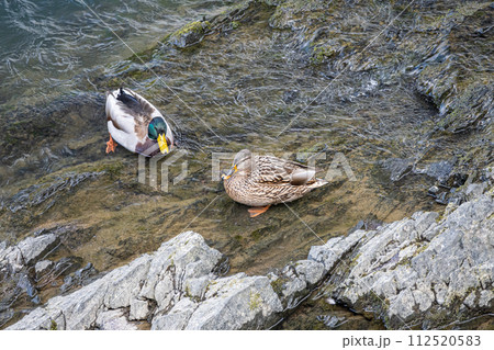 宇治川の鴨　マガモ 112520583