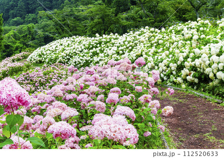 東京サマーランド あじさい園 ピンクアナベルとアナベル 東京サマーランド あじさい園 ピンクアナベルとアナベル 112520633