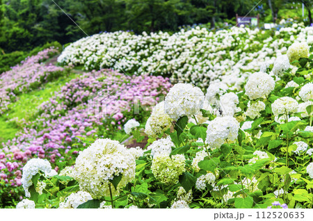 東京サマーランド あじさい園 ピンクアナベルとアナベル 東京サマーランド あじさい園 ピンクアナベルとアナベル 112520635