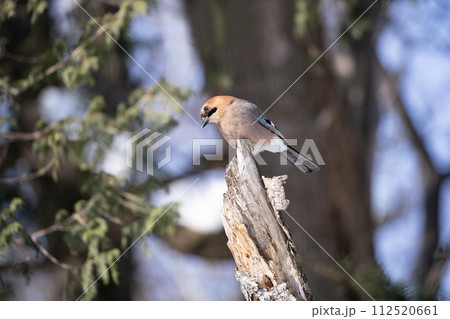 冬の森のカケス 112520661