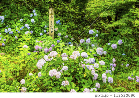 東京サマーランド あじさい園 112520690