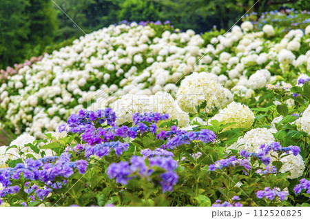 東京サマーランド あじさい園　アナベルの雪山 112520825
