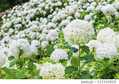 東京サマーランド あじさい園　アナベルの雪山 112520828