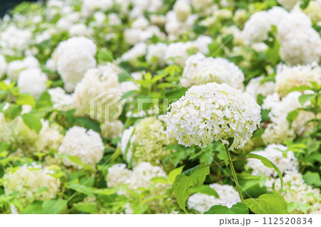 東京サマーランド あじさい園 アナベルの雪山 東京サマーランド あじさい園 アナベルの雪山 112520834