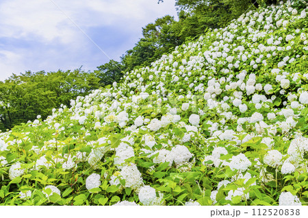 東京サマーランド あじさい園　アナベルの雪山 112520838