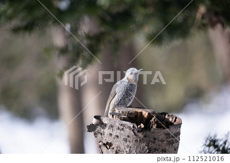 杭に止まるヒヨドリ 112521016
