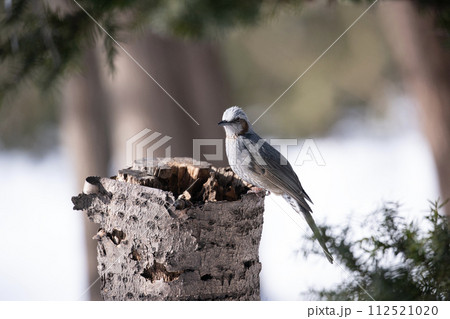 杭に止まるヒヨドリ 杭に止まるヒヨドリ 112521020
