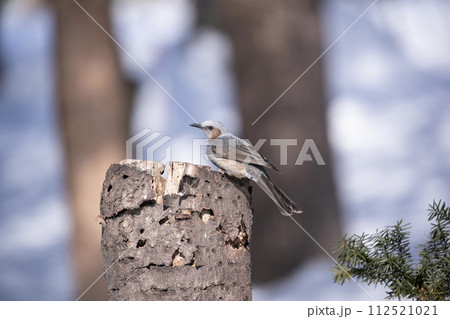 杭に止まるヒヨドリ 杭に止まるヒヨドリ 112521021