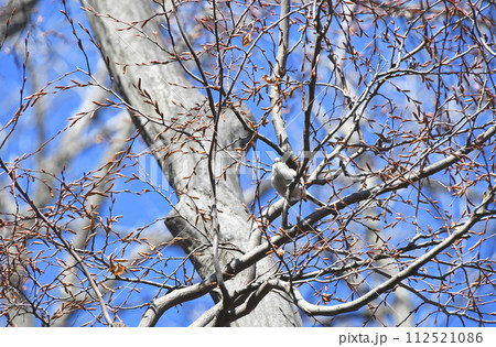 白っぽい小さな体のエナガ 112521086