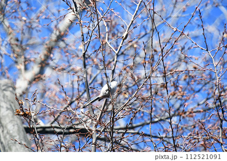 エナガの白い腹を見上げる 112521091