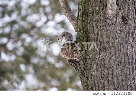 モモンガの住む森 モモンガの住む森 112521180