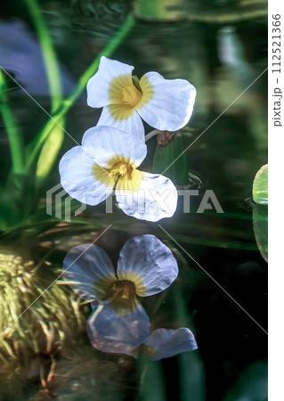 湖沼やため池に自生するミズオオバコの花【トチカガミ科】 112521366