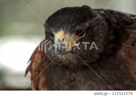 オオタカの精悍な顔立ち【タカ目タカ科】 オオタカの精悍な顔立ち【タカ目タカ科】 112521374