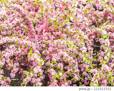 Beautiful Pink Flowers of Prunus triloba, Blossom, pink flowers. Prunus triloba, sometimes called flowering plum or flowering almond, a name shared with Prunus jacquemontii 112521552