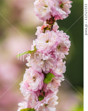 Beautiful Pink Flowers of Prunus triloba, Blossom, pink flowers. Prunus triloba, sometimes called flowering plum or flowering almond, a name shared with Prunus jacquemontii 112521553
