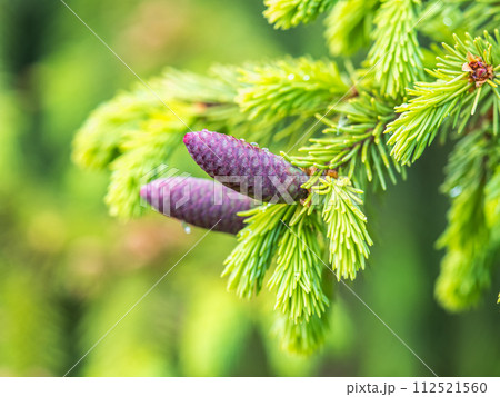 A young female cone of ordinary spruce, it is pink and its scales invitingly open in anticipation of pollen. Young cones of a Blue Spruce. 112521560