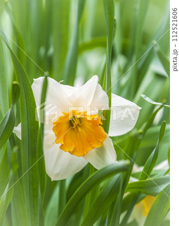Delicate terry white-yellow narcissus flower close-up on a flower bed. Spring flowers primroses are a white narcissus flower in a green garden in natural conditions Delicate terry white-yellow narcissus flower close-up on a flower bed. Spring flowers primroses are a white narcissus flower in a green garden in natural conditions 112521606