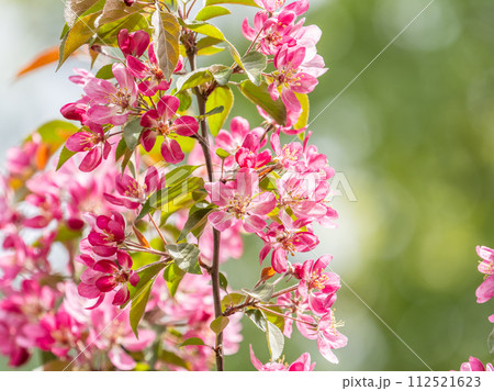 Fresh pink flowers of a blossoming apple tree with blured background 112521623