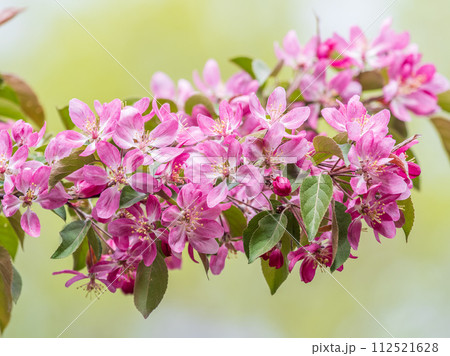 Fresh pink flowers of a blossoming apple tree with blured background 112521628