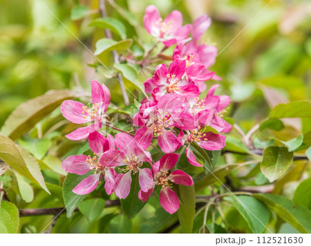 Fresh pink flowers of a blossoming apple tree with blured background Fresh pink flowers of a blossoming apple tree with blured background 112521630